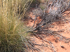 s_A_PICT0305_thumb.png